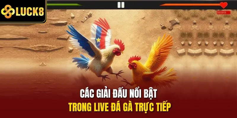 Các giải đấu nổi bật trong live đá gà trực tiếp