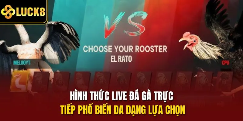 Hình thức live đá gà trực tiếp phổ biến đa dạng lựa chọn