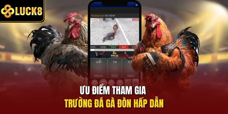 Ưu điểm tham gia trường đá gà đòn hấp dẫn